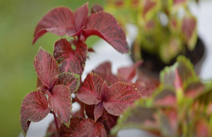 Coleus: come curare questa pianta