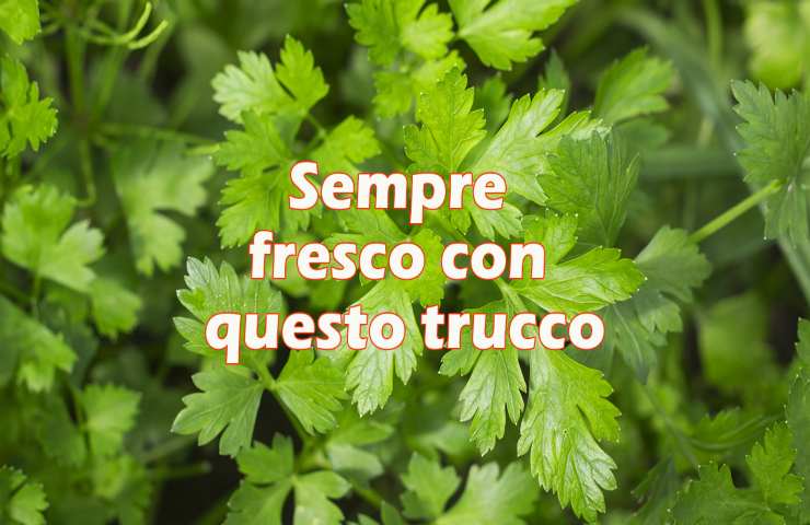 truccoo per avere sempre prezzemolo fresco