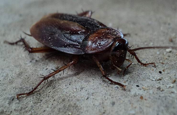 luoghi casa nascondo scarafaggi blatte