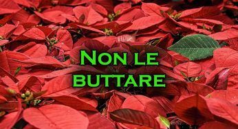 Stella di Natale, non buttarla: i consigli per farla rifiorire