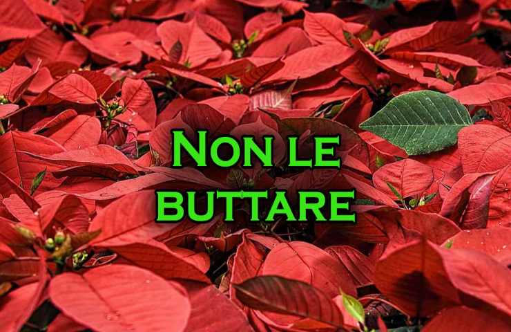 potare stella di natale