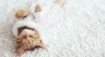 Gatti e freddo, come aiutarli con le rigide temperature