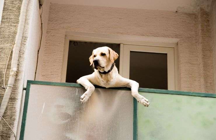 Un cane affacciato al balcone di casa