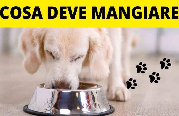 Un cane che mangia dalla sua scodella