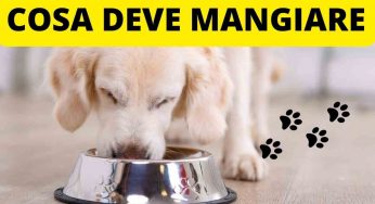 Cane con il diabete: presta attenzione alla sua dieta