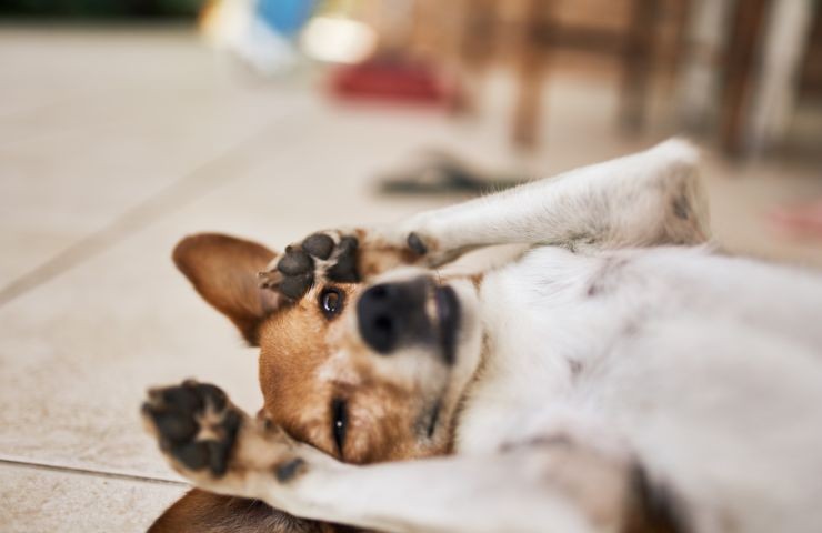 Un cane disteso sul pavimento