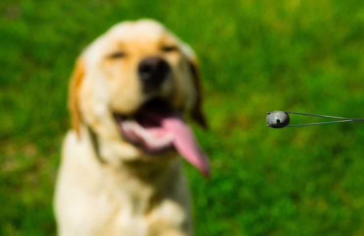 Un cane ed un insetto in primo piano 