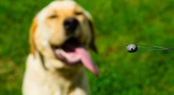 Insetti pericolosi per il tuo cane: non farglieli mangiare