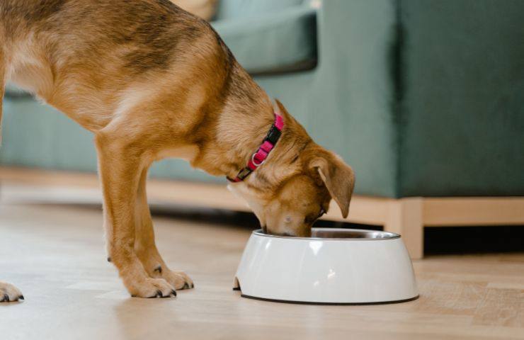 Un cane intento a mangiare