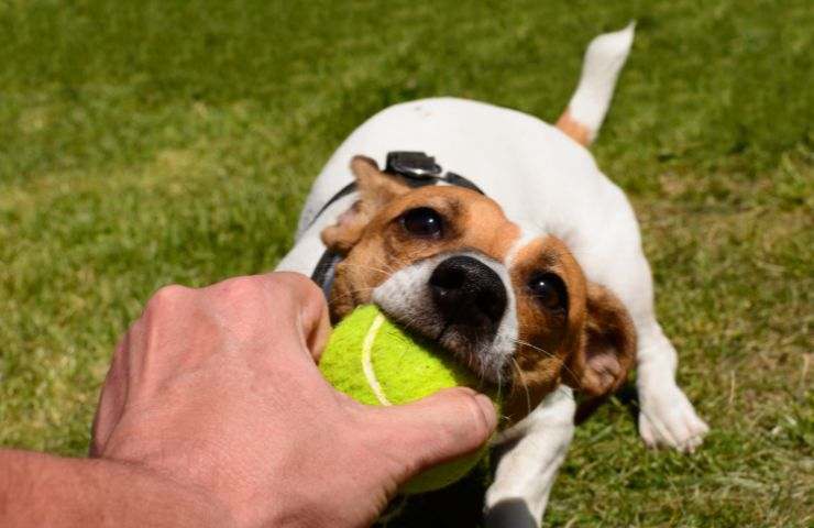 Un cane riporta una pallina indietro