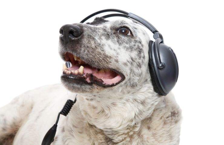 Un cane ritratto mentre ascolta musica