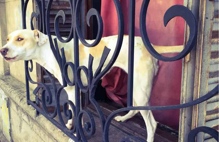 Un cane sul balcone di casa