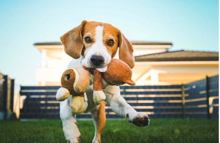 Un cane tiene un pupazzo tra i denti