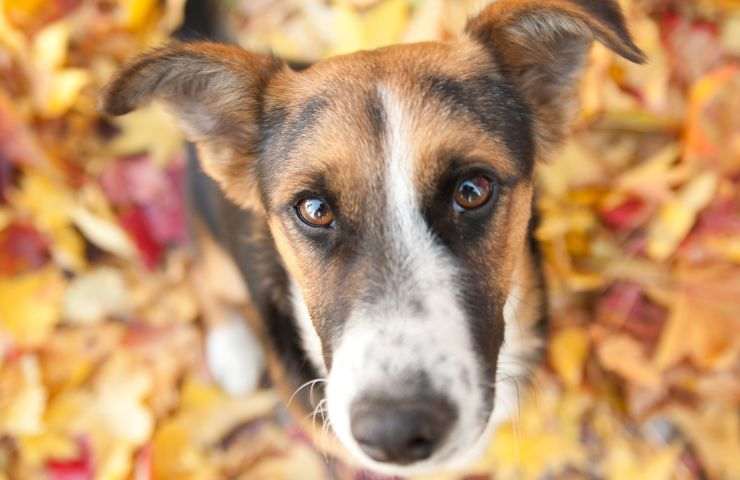 Un cane visto da vicino