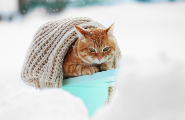 Un gatto circondato dalla neve