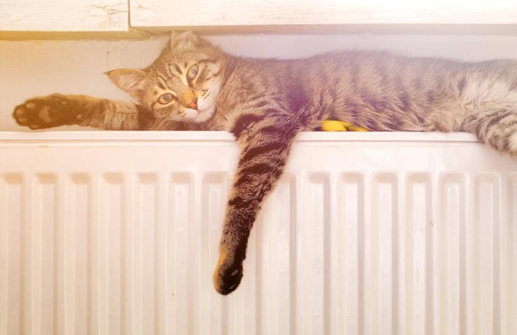 Un gatto su un termosifone