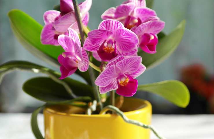 Un vado di orchidee rosa