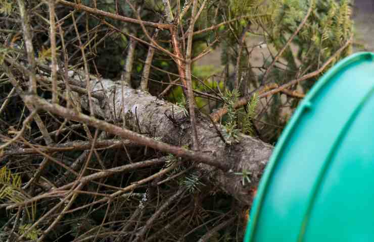 Un vecchio albero