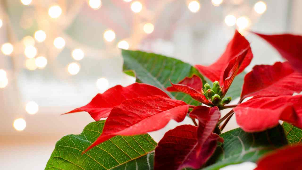 Stella di Natale, quante volte devi innaffiarla