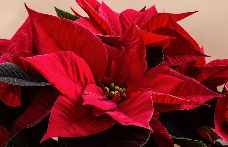 Una bellissima Poinsettia