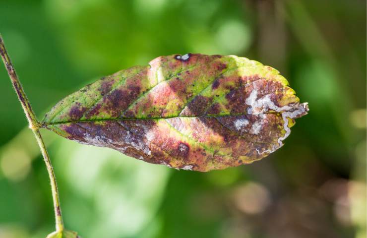 Una foglia con sintomi evidenti di malattia