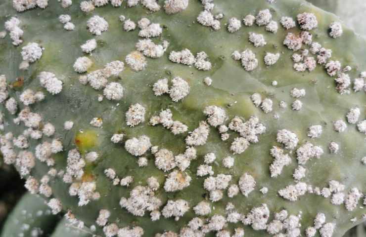 Una infestazione di cocciniglia in corso