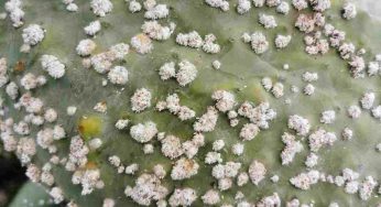 Nuova specie “aliena” trovata in Italia: occhio a questo insetto