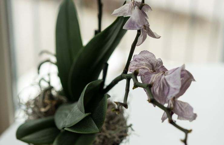 Una orchidea appassita