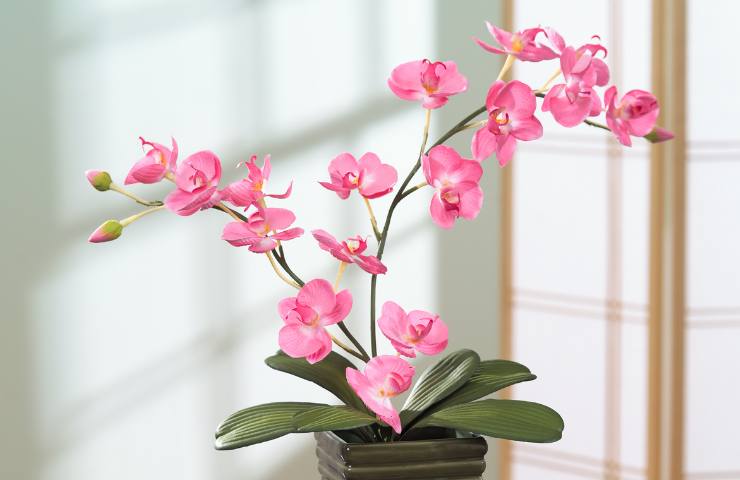 Una orchidea in vaso