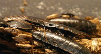 Blatte, puoi ritrovartele anche qui in casa: un incubo