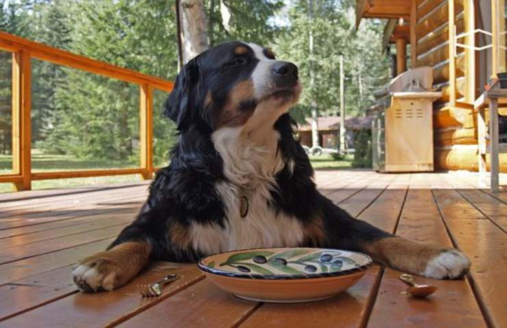 cane stress ora solare