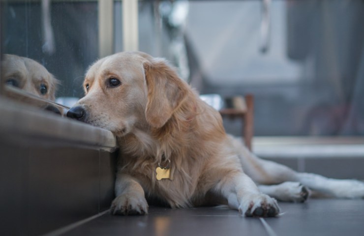 cane stress ora solare