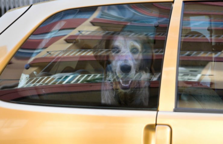cane chiuso in auto cosa fare per legge