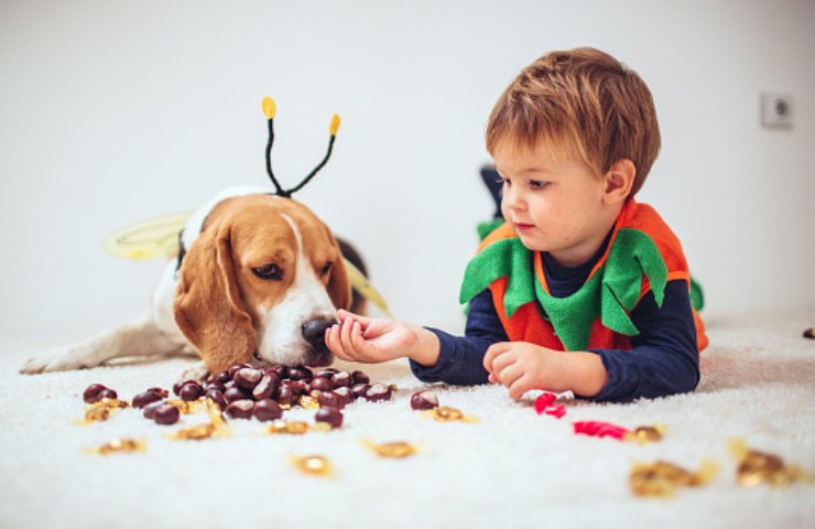 il cane può mangiare le castagne?