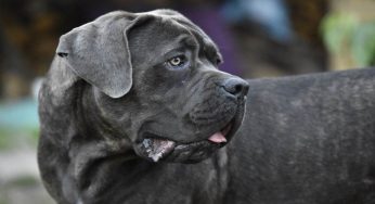 Cane che abbaia eccessivamente: cosa dice la legge
