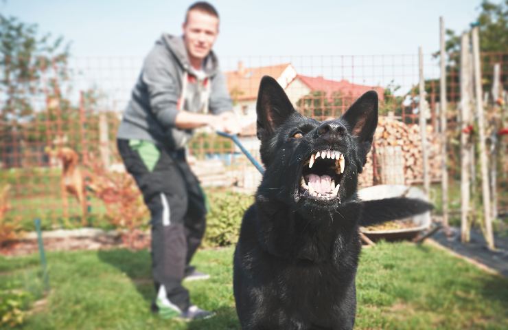 cane agitato cosa fare