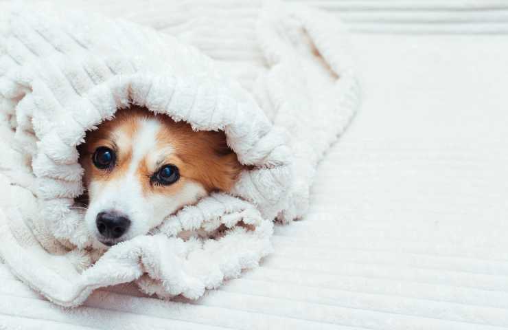 il cane ha freddo? Come scoprirlo