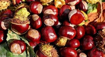 Castagne, molti fanno quest’errore senza rendersene conto