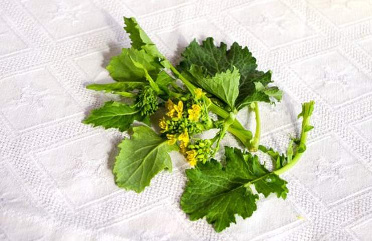 cime di rapa come usarle