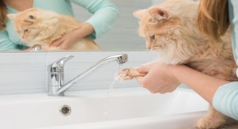 Bisogna lavare le zampe al gatto: quando farlo e perchè è importante