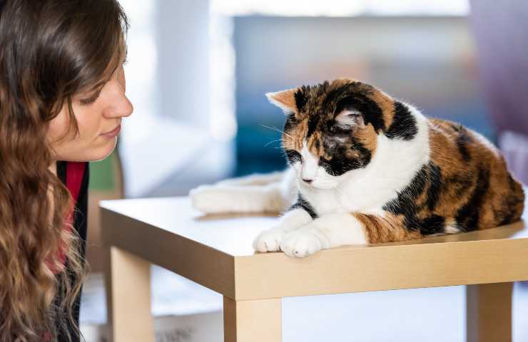 punire i gatti funziona? cosa si può fare
