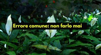 Giglio della pace, l’errore comune che non lo fa fiorire