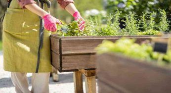 Piccolo orto sul balcone, tutto ciò che devi sapere. E’ semplice