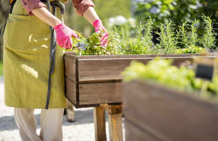 orto terrazzo come fare