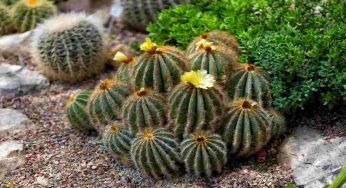 Parodia: che sia in giardino o in vaso, fai attenzione a questo