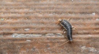 Pesciolini d’argento: come farli sparire, il bicarbonato non basta