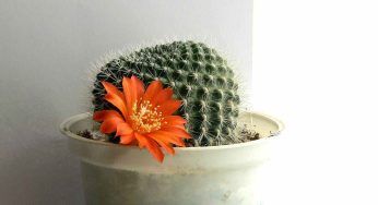Rebutia, come prendersi cura di questa pianta grassa