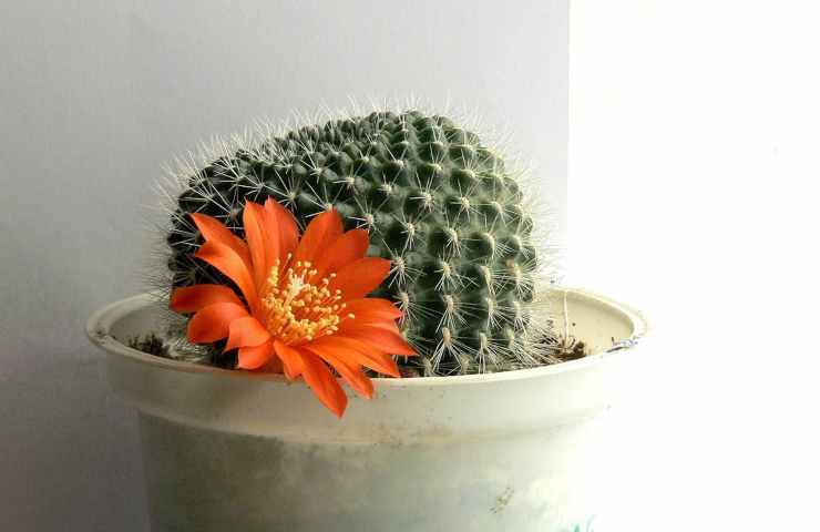 cura rebutia