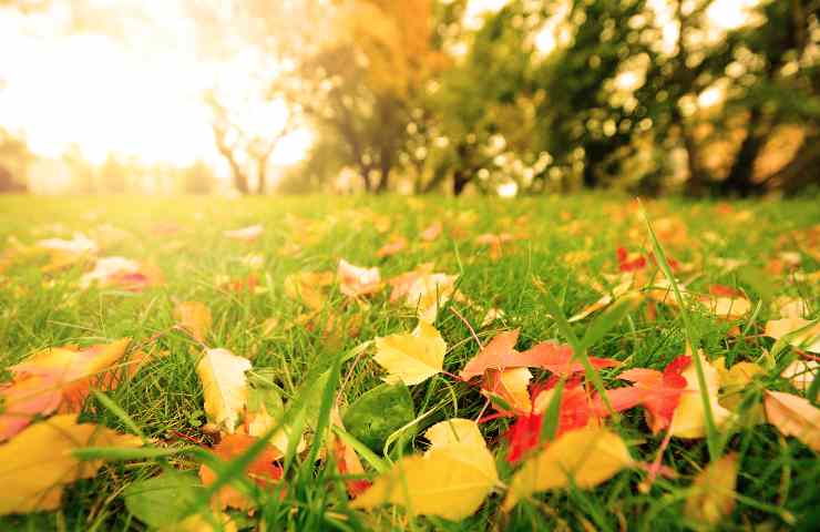 cosa fare al prato a novembre