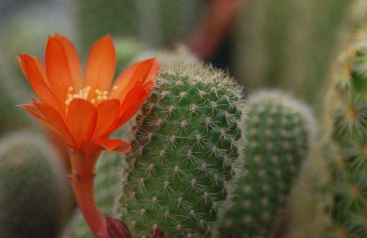 innaffiare rebutia